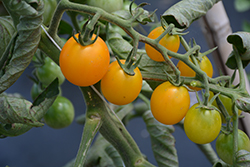 SunSugar Tomato (Solanum lycopersicum 'SunSugar') at A Very Successful Garden Center