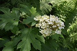 Tennessee Clone Hydrangea (Hydrangea quercifolia 'Tennessee Clone') at Lakeshore Garden Centres