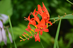 Babylon Crocosmia (Crocosmia 'Babylon') at Lakeshore Garden Centres
