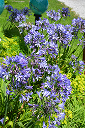 Blue Umbrella Agapanthus (Agapanthus 'Blue Umbrella') at Lakeshore Garden Centres