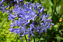 Blue Umbrella Agapanthus (Agapanthus 'Blue Umbrella') at Lakeshore Garden Centres