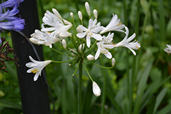 White Umbrella Agapanthus (Agapanthus 'White Umbrella') at Lakeshore Garden Centres