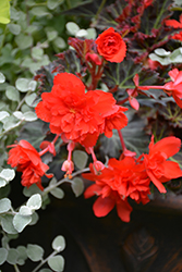 I'Conia Miss Malibu Begonia (Begonia 'I'Conia Miss Malibu') at Lakeshore Garden Centres