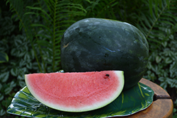 Sugar Baby Watermelon (Citrullus lanatus 'Sugar Baby') at A Very Successful Garden Center