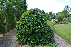 Lavender Twist Redbud (Cercis canadensis 'Covey') at Lakeshore Garden Centres