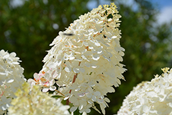 Vanilla Strawberry Hydrangea (Hydrangea paniculata 'Renhy') at Golden Acre Home & Garden