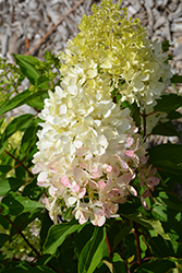 Zinfin Doll Hydrangea (Hydrangea paniculata 'SMNHPRZEP') at Golden Acre Home & Garden