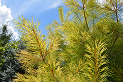 Golden Candles White Pine (Pinus strobus 'Golden Candles') at Lakeshore Garden Centres