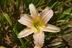 Luxury Lace Daylily (Hemerocallis 'Luxury Lace') at Lakeshore Garden Centres