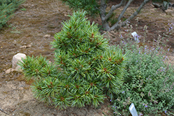 Blue Ball Korean Pine (Pinus koraiensis 'Blue Ball') at Lakeshore Garden Centres