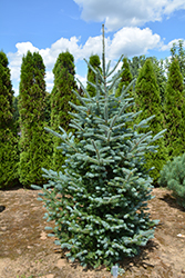 Koreocarpa Fir (Abies koreana x lasiocarpa) at Lakeshore Garden Centres