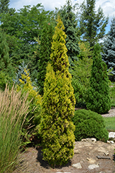 Amber Gold Arborvitae (Thuja occidentalis 'Jantar') at A Very Successful Garden Center