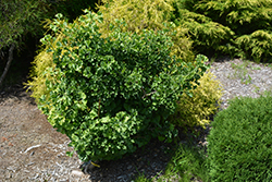 Gnome Dwarf Ginkgo (Ginkgo biloba 'Gnome') at Lakeshore Garden Centres