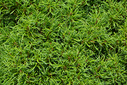 Tiny Kurls White Pine (Pinus strobus 'Tiny Kurls') at Lakeshore Garden Centres