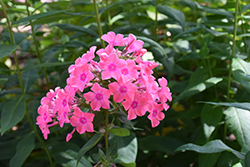 Flame Light Pink Garden Phlox (Phlox paniculata 'Bareleven') at Lakeshore Garden Centres