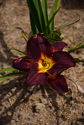 Black Stockings Daylily (Hemerocallis 'Black Stockings') at Lakeshore Garden Centres
