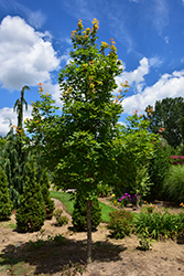 Sugarflake Maple (Acer 'Sugarflake') at Lakeshore Garden Centres