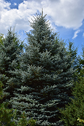 Baby Blue Eyes Spruce (Picea pungens 'Baby Blue Eyes') at The Mustard Seed