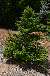 Zwergform Wustemeyer Korean Fir (Abies koreana 'Zwergform Wustemeyer') at Lakeshore Garden Centres