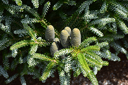 Silver Snow Korean Fir (Abies koreana 'Silver Snow') at Lakeshore Garden Centres