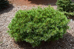 Dwarf Blue Eastern White Pine (Pinus strobus 'Glauca Nana') at Lakeshore Garden Centres