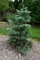 La Veta White Fir (Abies concolor 'La Veta') at Lakeshore Garden Centres
