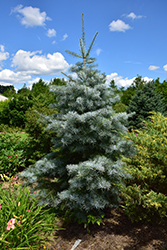 Blue Cloak White Fir (Abies concolor 'Blue Cloak') at Lakeshore Garden Centres