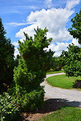 Wiethorst Hybrid Pine (Pinus x schwerinii 'Wiethorst') at Lakeshore Garden Centres