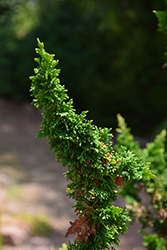 Malonyana Holub Arborvitae (Thuja occidentalis 'Malonyana Holub') at Lakeshore Garden Centres