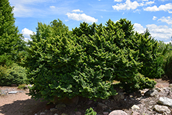 Jacqueline Hillier Elm (Ulmus 'Jacqueline Hillier') at Lakeshore Garden Centres