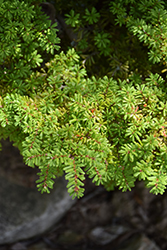 Loowit Japanese Hemlock (Tsuga diversifolia 'Loowit') at Lakeshore Garden Centres