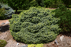 Gunther Dwarf Spruce (Picea omorika 'Gunther') at Lakeshore Garden Centres