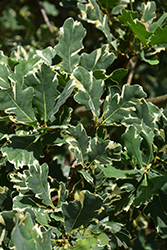 Variegated English Oak (Quercus robur 'Variegata') at Lakeshore Garden Centres