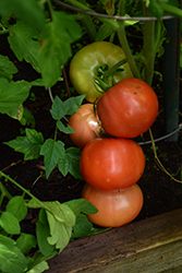 Big Beef Tomato (Solanum lycopersicum 'Big Beef') at A Very Successful Garden Center