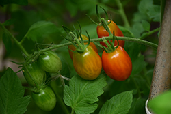 Sweet Million Tomato (Solanum lycopersicum 'Sweet Million') at Peter Knippel Garden Centre