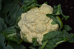 Amazing Cauliflower (Brassica oleracea var. botrytis 'Amazing') at A Very Successful Garden Center