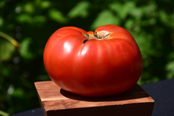 Brandywine Red Tomato (Solanum lycopersicum 'Brandywine Red') at A Very Successful Garden Center