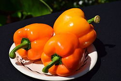 Gourmet Sweet Pepper (Capsicum annuum 'Gourmet') at A Very Successful Garden Center