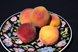 Intrepid Peach (Prunus persica 'Intrepid') at Lakeshore Garden Centres