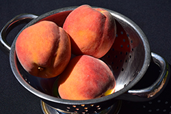 Flamin' Fury PF Big George Peach (Prunus persica 'PF Big George') at Lakeshore Garden Centres