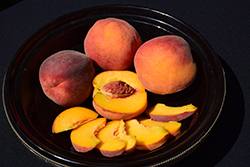 Coralstar Peach (Prunus persica 'Coralstar') at Lakeshore Garden Centres