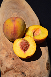 Babygold 5 Peach (Prunus persica 'Babygold 5') at Lakeshore Garden Centres