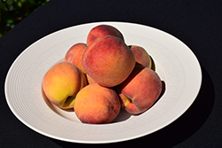 GaLa Peach (Prunus persica 'GaLa') at Lakeshore Garden Centres