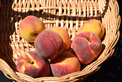 Stark Encore Peach (Prunus persica 'Stark Encore') at Lakeshore Garden Centres