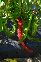 Long Thin Cayenne Pepper (Capsicum annuum 'Long Thin Cayenne') at Golden Acre Home & Garden