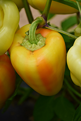 Gypsy Sweet Pepper (Capsicum annuum 'Gypsy') at A Very Successful Garden Center