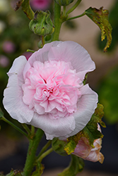 Summer Carnival Blush Pink Hollyhock (Alcea rosea 'Summer Carnival Blush Pink') at Lakeshore Garden Centres