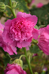 Summer Carnival Rosy Pink Hollyhock (Alcea rosea 'Summer Carnival Rosy Pink') at Lakeshore Garden Centres
