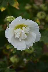 Summer Carnival Purple Hollyhock (Alcea rosea 'Summer Carnival White') at Lakeshore Garden Centres