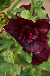 Summer Carnival Purple Hollyhock (Alcea rosea 'Summer Carnival Purple') at Lakeshore Garden Centres